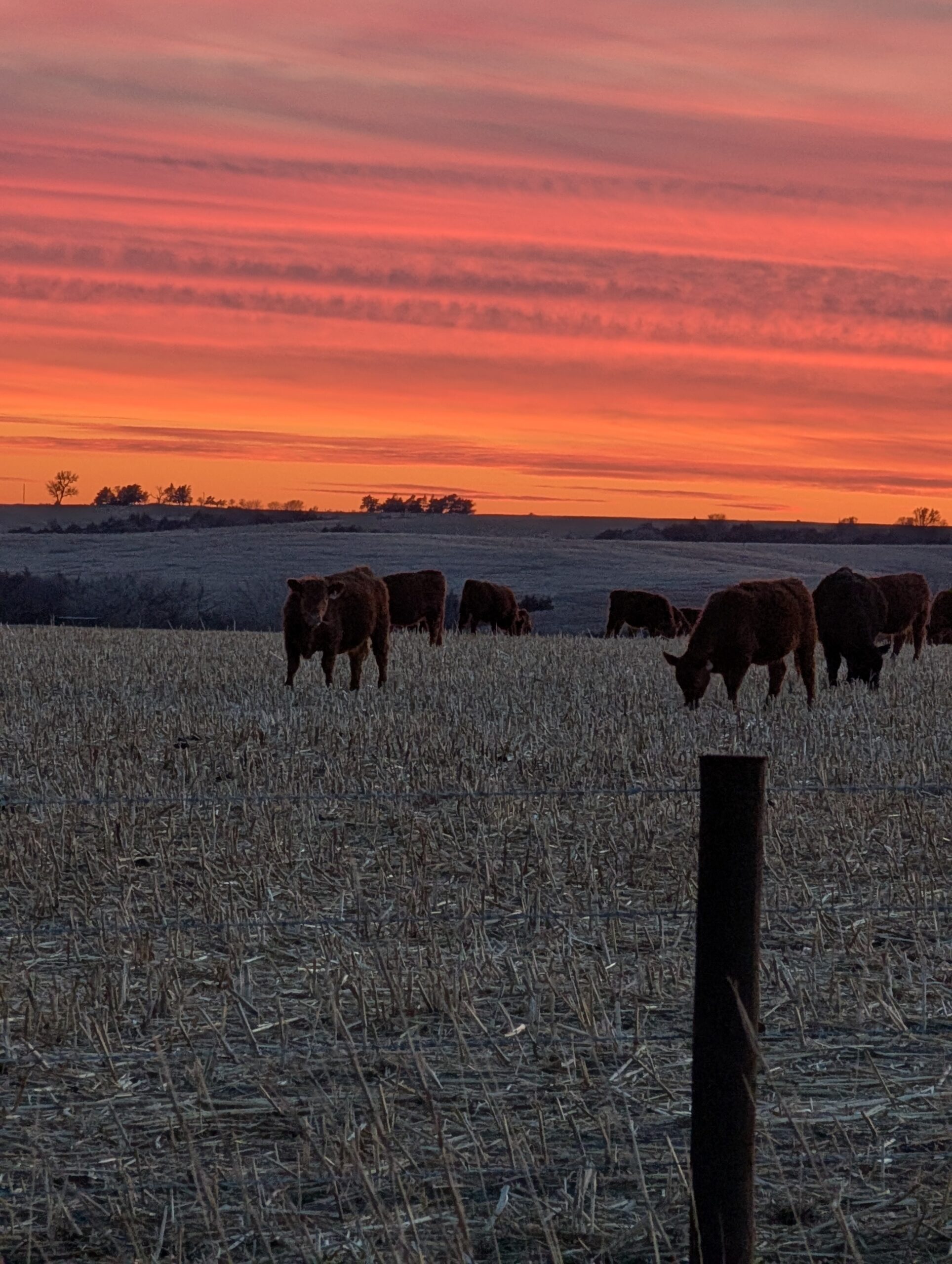 Cross Diamond Meats - PXL_20260111_234812504.MP Cattle grazing in a field at sunset, with vibrant pink and orange skies and a silhouette of trees in the background.